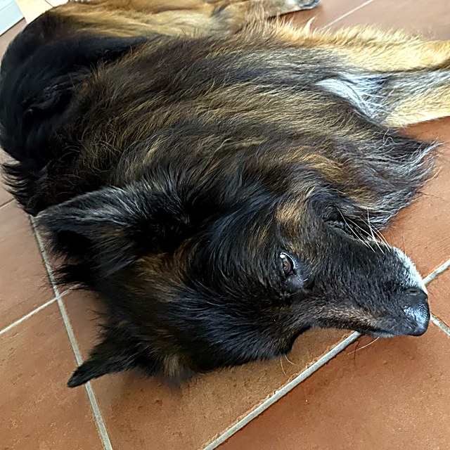 Il pastore tedesco di casa, sdraiato sul pavimento